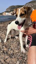 KYOTO, Hund, Jack Russell Terrier-Mix in Italien - Bild 3