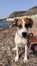 KYOTO, Hund, Jack Russell Terrier-Mix in Italien - Bild 4