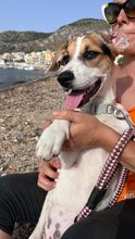 KYOTO, Hund, Jack Russell Terrier-Mix in Italien - Bild 5