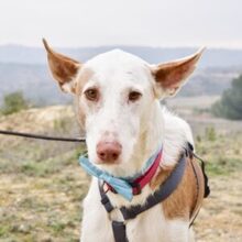 MONTER, Hund, Podenco Ibicenco in Spanien - Bild 1