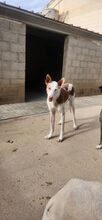 MONTER, Hund, Podenco Ibicenco in Spanien - Bild 10