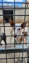 MONTER, Hund, Podenco Ibicenco in Spanien - Bild 12