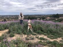 MONTER, Hund, Podenco Ibicenco in Spanien - Bild 2