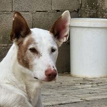 MONTER, Hund, Podenco Ibicenco in Spanien - Bild 22
