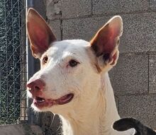 MONTER, Hund, Podenco Ibicenco in Spanien - Bild 3