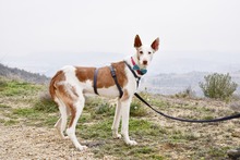 MONTER, Hund, Podenco Ibicenco in Spanien - Bild 5