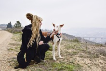 MONTER, Hund, Podenco Ibicenco in Spanien - Bild 7