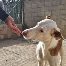 MONTER, Hund, Podenco Ibicenco in Spanien - Bild 8