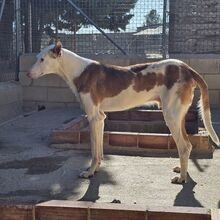 MONTER, Hund, Podenco Ibicenco in Spanien - Bild 9