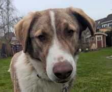 STEVIE, Hund, Herdeschutzhund-Mix in Krefeld - Bild 3