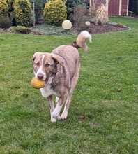 STEVIE, Hund, Herdeschutzhund-Mix in Krefeld - Bild 4