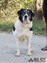 KIRIAM, Hund, Mischlingshund in Slowakische Republik - Bild 1