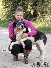 KIRIAM, Hund, Mischlingshund in Slowakische Republik - Bild 12