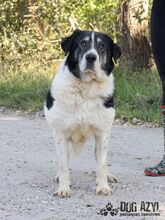 KIRIAM, Hund, Mischlingshund in Slowakische Republik - Bild 6