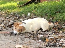 MALYA, Hund, Mischlingshund in Slowakische Republik - Bild 1