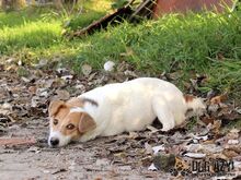 MALYA, Hund, Mischlingshund in Slowakische Republik - Bild 2