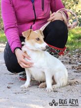 MALYA, Hund, Mischlingshund in Slowakische Republik - Bild 6