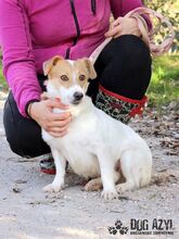 MALYA, Hund, Mischlingshund in Slowakische Republik - Bild 7