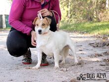 MALYA, Hund, Mischlingshund in Slowakische Republik - Bild 9