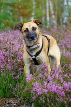 SIENNA, Hund, Mischlingshund in Massen