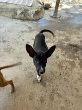 PEPPER, Hund, Podengo-Mix in Portugal - Bild 4