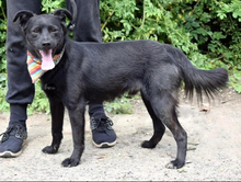 GIZMO, Hund, Mischlingshund in Slowakische Republik - Bild 6