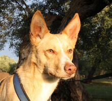 BALOO, Hund, Podenco in Belgien - Bild 1