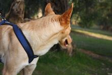 BALOO, Hund, Podenco in Belgien - Bild 12