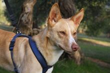 BALOO, Hund, Podenco in Belgien - Bild 13