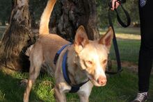 BALOO, Hund, Podenco in Belgien - Bild 2