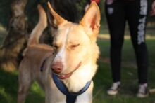 BALOO, Hund, Podenco in Belgien - Bild 3