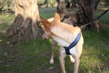 BALOO, Hund, Podenco in Belgien - Bild 4