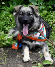 TULIP, Hund, Mischlingshund in Slowakische Republik - Bild 3