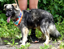 TULIP, Hund, Mischlingshund in Slowakische Republik - Bild 4