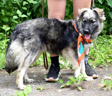 TULIP, Hund, Mischlingshund in Slowakische Republik - Bild 5