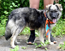 TULIP, Hund, Mischlingshund in Slowakische Republik - Bild 6