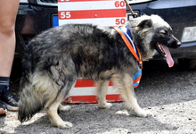 TULIP, Hund, Mischlingshund in Slowakische Republik - Bild 8