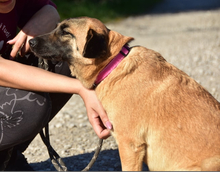 KAMA, Hund, Mischlingshund in Slowakische Republik - Bild 10