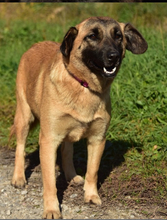 KAMA, Hund, Mischlingshund in Slowakische Republik - Bild 11