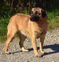 KAMA, Hund, Mischlingshund in Slowakische Republik - Bild 12