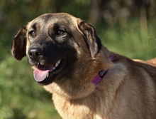 KAMA, Hund, Mischlingshund in Slowakische Republik - Bild 2