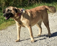 KAMA, Hund, Mischlingshund in Slowakische Republik - Bild 3