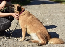 KAMA, Hund, Mischlingshund in Slowakische Republik - Bild 4