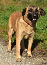 KAMA, Hund, Mischlingshund in Slowakische Republik - Bild 5