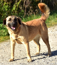 KAMA, Hund, Mischlingshund in Slowakische Republik - Bild 6