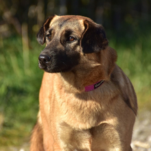 KAMA, Hund, Mischlingshund in Slowakische Republik - Bild 9