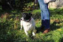 ZORKA, Hund, Mischlingshund in Slowakische Republik - Bild 2