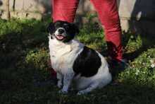 ZORKA, Hund, Mischlingshund in Slowakische Republik - Bild 3