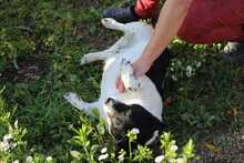 ZORKA, Hund, Mischlingshund in Slowakische Republik - Bild 4