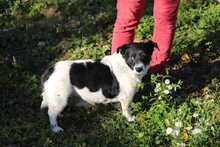 ZORKA, Hund, Mischlingshund in Slowakische Republik - Bild 5